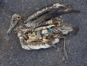 Albatros Muerto Isla de Basura