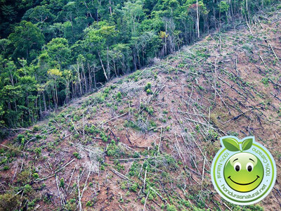 Deforestacion en Honduras