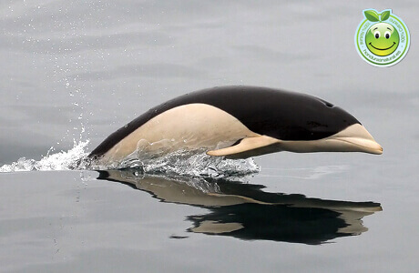 Delfin Liso Meridional Lissodelphis peronii