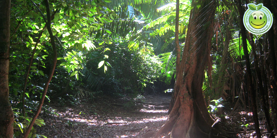 Honduras Blog Honduras natural jungle tropical turism