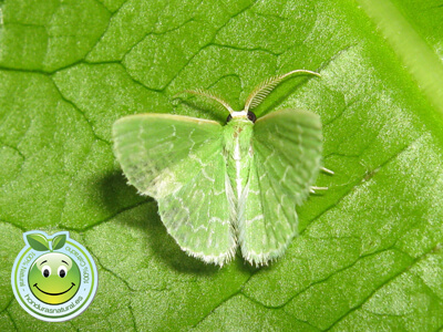 Mariposa Geometra Esmeralda Honduras Natural