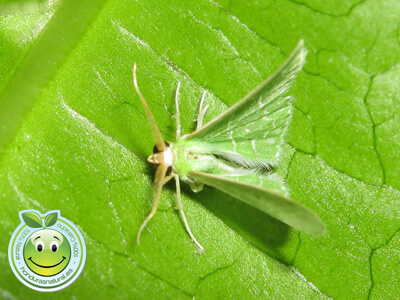 Mariposa Geometra Esmeralda Papilionaria Moth