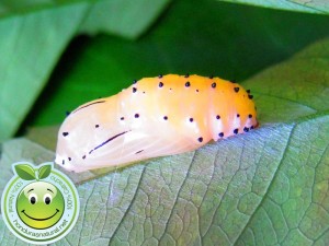 Capullo a punto de nacer de Mariposa Melanis pixe sanguinea 