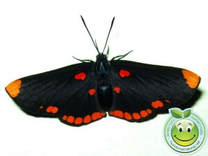 Mariposa Melanis pixe sanguinea  recien salida de su capullo