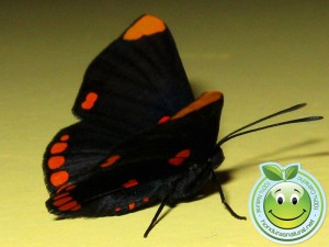 Mariposa Melanis pixe sanguinea  adulta
