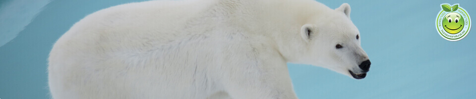 Oso Polar Ursus maritimus