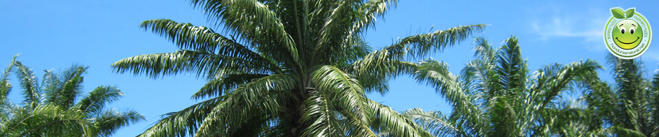 Palma Africana Elaeis Guineensis