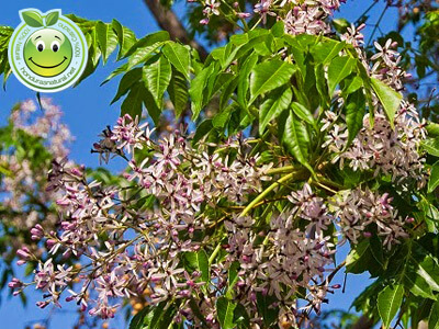 plantas venenosas melia azedarach arbol de paraiso honduras natural