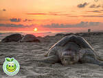 Dia Mundial de las Tortugas