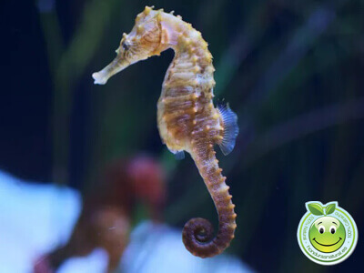 Caballito de Mar Hippocampus
