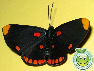 Orden Lepidoptera Mariposas