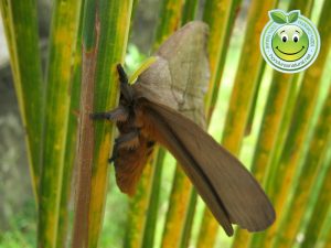 Mariposa Periphoba arcaei hemileucine giant silkmoth Honduras mariposa